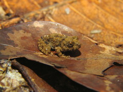 Oreobates quixensis