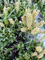 Salix petrophila