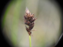 Carex foetida
