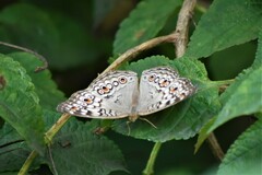 Junonia atlites