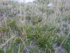 Carex foetida