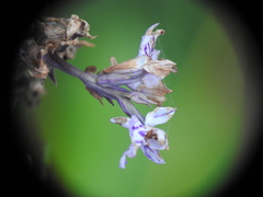 Dactylorhiza traunsteineri