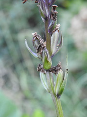 Dactylorhiza traunsteineri