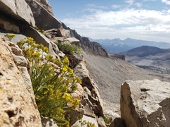 Ivesia lycopodioides