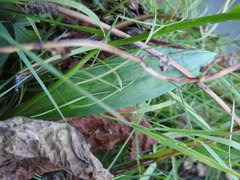 Dactylorhiza traunsteineri