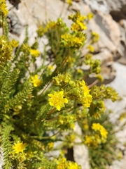 Ivesia lycopodioides