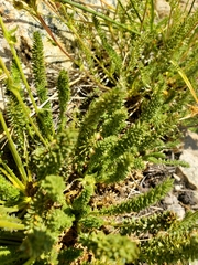 Ivesia lycopodioides