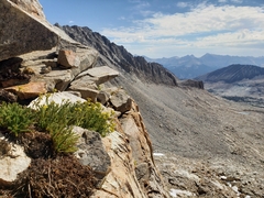 Ivesia lycopodioides