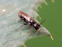 Passaloecus cuspidatus