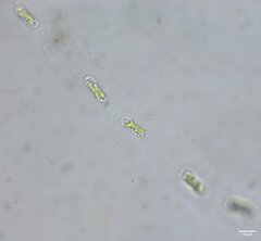 Geminella interrupta