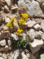 Draba longisquamosa