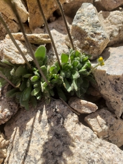 Draba longisquamosa