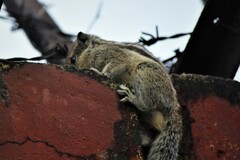 Funambulus pennantii