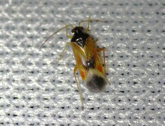 Ceratocapsus apicalis