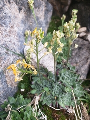 Draba longisquamosa