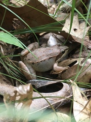 Lithobates sylvaticus