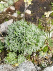 Draba longisquamosa