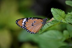 Danaus chrysippus