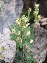 Draba longisquamosa