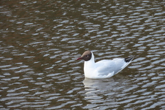 Chroicocephalus ridibundus