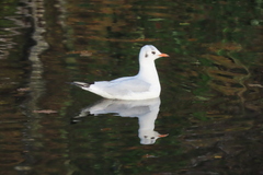 Chroicocephalus ridibundus