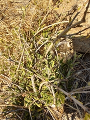 Periploca laevigata