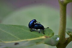 Platycorynus peregrinus