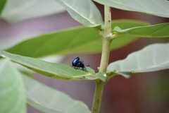 Platycorynus peregrinus