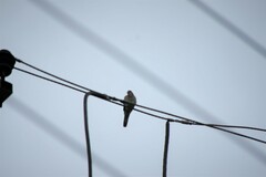 Streptopelia senegalensis