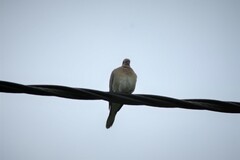 Streptopelia senegalensis