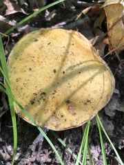Suillus subaureus