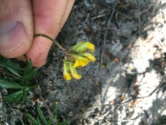 Rhynchosia ferulifolia