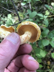 Suillus subaureus