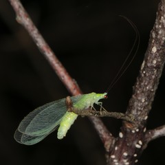 Ceraeochrysa lineaticornis
