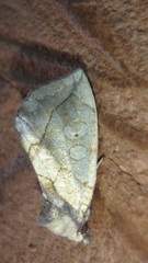 Basilodes pepita
