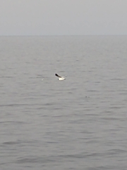 Chroicocephalus maculipennis