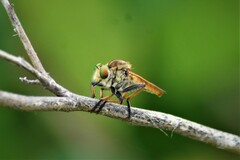 Cophinopoda