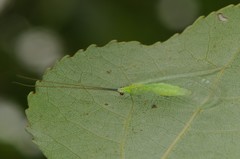 Ceraeochrysa lineaticornis