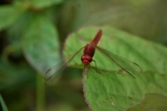 Crocothemis servilia