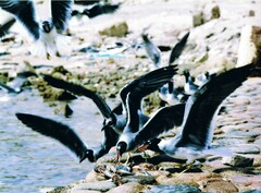 Ichthyaetus leucophthalmus