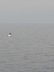 Chroicocephalus maculipennis