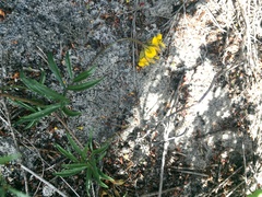 Rhynchosia ferulifolia