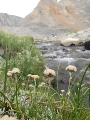 Antennaria microphylla