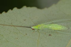 Ceraeochrysa lineaticornis
