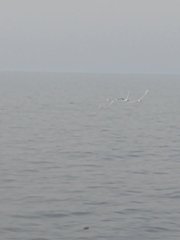 Chroicocephalus maculipennis