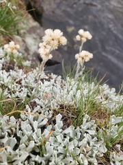 Antennaria microphylla