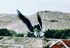 Ichthyaetus leucophthalmus