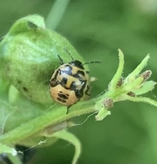 Cosmopepla lintneriana