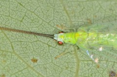 Ceraeochrysa lineaticornis