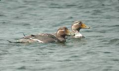 Tachyeres patachonicus